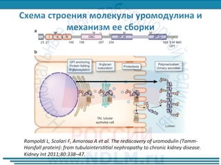 a
23 31 148 198 287 334 585 640614
GPI
I II III D8C ZP_N ZP_C
b
TAL tubular
epithelial cell
Lumen
GPI anchoring
Protein folding
N-glycosylation
N-glycan
maturation
Polymerization
Urinary excretion
Proteolysis
gure 1 | Structure and maturation of uromodulin. (a) The predicted structure of uromodulin contains a leader peptide (predicted to be
eaved at residue 23), three epidermal growth factor (EGF)-like domains (EGF-II and EGF-III are calcium binding), a central domain of
nknown function (named D8C as it contains eight conserved cysteines), a zona pellucida (ZP) domain, and a glycosylphosphatidylinositol
GPI)-anchoring site (predicted at position 614). The seven N-glycosylation sites are indicated. The high-mannose chain on residue Asn 274 is
hown in red. (b) Model of uromodulin maturation, excretion, and polymerization. Uromodulin is synthesized in thick ascending limb (TAL)
bular epithelial cells. It is co-translationally inserted in the endoplasmic reticulum where GPI anchoring, formation of intramolecular
sulfide bonds, and N-glycosylation take place. In the Golgi, all glycan chains are modified, with the exception of the one on Asn 274 that
Rampoldi et al.: Uromodulin and chronic diseases of the kidney mini review
Rampoldi	L,	Scolari	F,	Amoroso	A	et	al.	The	rediscovery	of	uromodulin	(Tamm-
Horsfall	protein):	from	tubulointersVVal	nephropathy	to	chronic	kidney	disease.	
Kidney	Int	2011;80:338–47.	
 
