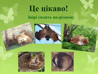 Це цікаво!
Звірі сплять по-різному
Звірі сплять по-різному
 