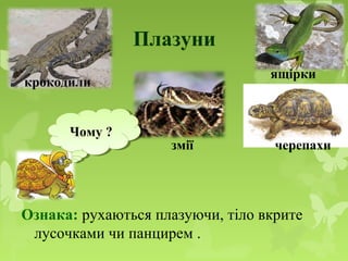 Плазуни
Ознака: рухаються плазуючи, тіло вкрите
лусочками чи панцирем .
крокодили
черепахизмії
ящірки
Чому ?Чому ?
 