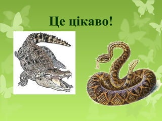 Це цікаво!
 