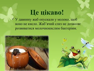 Це цікаво!
У давнину жаб опускали у молоко, щоб
воно не кисло. Жаб’ячий слиз не дозволяє
розвиватися молочнокислим бактеріям.
 
