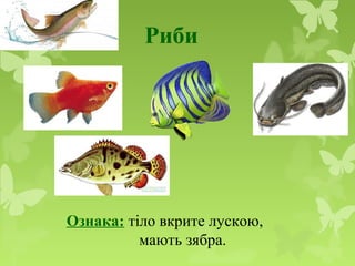 Риби
Ознака: тіло вкрите лускою,
мають зябра.
 