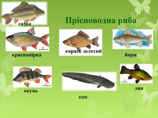 Прісноводна рибасазан
краснопірка
карась золотий
йорж
окунь лин
сом
 