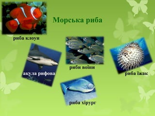 Морська риба
риба клоун
акула рифова
риби воїни
риба їжак
риба хірург
 