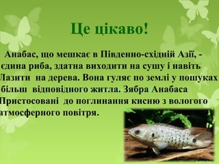 Це цікаво!
Риба, здатна залізати на дерево
Анабас, що мешкає в Південно-східній Азії, -
єдина риба, здатна виходити на сушу і навіть
Лазити на дерева. Вона гуляє по землі у пошуках
більш відповідного житла. Зябра Анабаса
Пристосовані до поглинання кисню з вологого
атмосферного повітря.
 