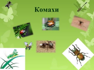 Комахи
 