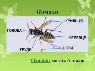 Комахи
Ознака: мають 6 ніжок
 