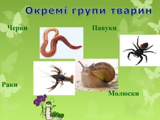 Черви Павуки
Раки
Молюски
 