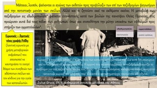 Μάταιοι, λοιπόν, φαίνονται οι αγώνες των εκθετών προς προφύλαξιν των επί των πεζοδρομίων φαγωσίμων
από την ποτιστικήν μανίαν των σκύλων. Αλλά και τι ζητούσιν εκεί τα εκθέματα εκείνα; Η μεταβολή των
πεζοδρομίων εις εδωδιμοπωλεία* φαίνεται επανάστασις κατά των βουλών της πανσόφου Θείας Προνοίας, ήτις
προώρισεν αυτά διά τους πόδας των ανθρώπων, όπως και ετοποθέτησε την μύτην υποκάτω των οφθαλμών προς
στήριξιν των ομματοϋαλίων*.
Julius Gross, 1928, καθημερινή σκηνή σε μανάβικο της Αθήνας
Ειρωνικός– δηκτικός
τόνοςγραφήςΡοΐδη:
(λεκτική ειρωνεία με
χρήση μεταφορικών
εκφράσεων) που
αποσκοπεί να
καυτηριάσει το οικτρό
θέαμα των συνηθειών των
αδέσποτων σκύλων και
τον κίνδυνο για την υγεία
των καταναλωτών.
Κυριαρχεί η παράνοια: μάταιες οι προσπάθειες των καταστηματαρχών αλλά παρ’ όλα αυτά δεν αποσύρουν
από το πεζοδρόμιο τα εμπορεύματά τους. Η εμμονή τους να καταλαμβάνουν τα πεζοδρόμια διαιωνίζει το
πρόβλημα για τους πεζούς αλλά και για τους ίδιους - οι επαναλαμβανόμενες καθημερινές σκηνές κυνηγητού
καταντούν κωμικές και γραφικές- παρ’ όλα αυτά οι καταστηματάρχες παραμένουν αδιόρθωτοι.
 