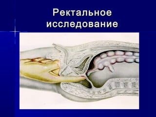 РектальноеРектальное
исследованиеисследование
 