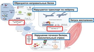 Нарушается транспорт по нейрону
Образуются неправильные белки
Нарушение починки белков,
окислительный стресс
Запуск воспаления
 
