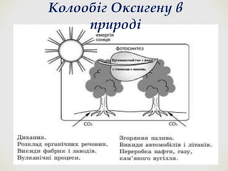 ❧
Колообіг Оксигену в
природі
 