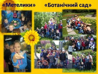 «Метелики» «Ботанічний сад»
 