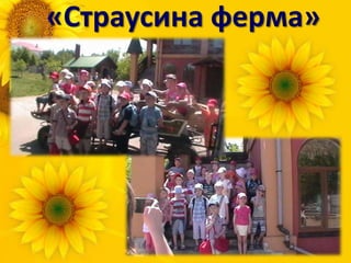 «Страусина ферма»
 