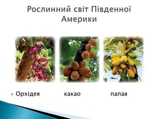  Орхідея какао папая
 