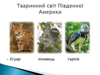  Єгуар лінивець гарпія
 