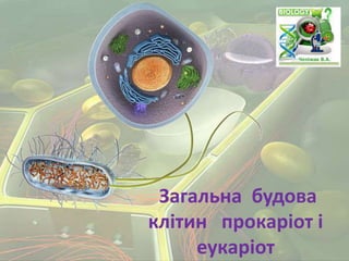 Загальна будова
клітин прокаріот і
еукаріот
 