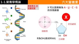 1-1.營養學概論
R為OH(組成RNA)
OH
X
X 可以是簡稱為 A、U、C、G
的含氮鹼基
單股聚合 的
核醣核酸
六大營養素
 