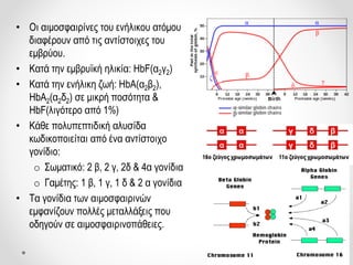 • Οι αιμοσφαιρίνες του ενήλικου ατόμου
διαφέρουν από τις αντίστοιχες του
εμβρύου.
• Κατά την εμβρυϊκή ηλικία: ΗbF(α2γ2)
• Κατά την ενήλικη ζωή: ΗbA(α2β2),
ΗbA2(α2δ2) σε μικρή ποσότητα &
ΗbF(λιγότερο από 1%)
• Κάθε πολυπεπτιδική αλυσίδα
κωδικοποιείται από ένα αντίστοιχο
γονίδιο:
o Σωματικό: 2 β, 2 γ, 2δ & 4α γονίδια
o Γαμέτης: 1 β, 1 γ, 1 δ & 2 α γονίδια
• Τα γονίδια των αιμοσφαιρινών
εμφανίζουν πολλές μεταλλάξεις που
οδηγούν σε αιμοσφαιρινοπάθειες.
 