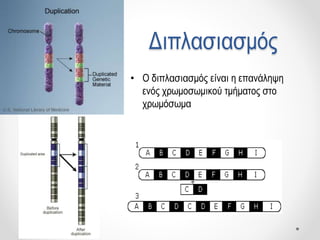 Διπλασιασμός
• Ο διπλασιασμός είναι η επανάληψη
ενός χρωμοσωμικού τμήματος στο
χρωμόσωμα
 