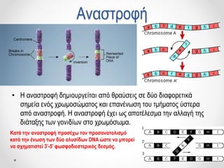 Αναστροφή
• Η αναστροφή δημιουργείται από θραύσεις σε δύο διαφορετικά
σημεία ενός χρωμοσώματος και επανένωση του τμήματος ύστερα
από αναστροφή. Η αναστροφή έχει ως αποτέλεσμα την αλλαγή της
διάταξης των γονιδίων στο χρωμόσωμα.
Κατά την αναστροφή προσέχω τον προσανατολισμό
κατά την ένωση των δύο αλυσίδων DNA ώστε να μπορεί
να σχηματιστεί 3’-5’ φωσφοδιεστερικός δεσμός.
 