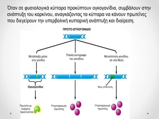 ΠΡΩΤΟ-ΟΓΚΟΓΟΝΙΔΙΟ
Μετάλλαξη μέσα
στο γονίδιο
Πολλά αντίγραφα
του γονιδίου
Μετατόπιση γονιδίου
σε νέα θέση
Ογκογονίδιο Νέος υποκινητής
Πρωτεΐνη με
αυξημένη
δραστικότητα
Υπερπαραγωγή
πρωτεΐνης
Υπερπαραγωγή
πρωτεΐνης
Όταν σε φυσιολογικά κύτταρα προκύπτουν ογκογονίδια, συμβάλουν στην
ανάπτυξη του καρκίνου, αναγκάζοντας τα κύτταρα να κάνουν πρωτεΐνες
που διεγείρουν την υπερβολική κυτταρική ανάπτυξη και διαίρεση.
 