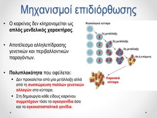 Μηχανισμοί επιδιόρθωσης
• Ο καρκίνος δεν κληρονομείται ως
απλός μενδελικός χαρακτήρας.
• Αποτέλεσμα αλληλεπίδρασης
γενετικών και περιβαλλοντικών
παραγόντων.
• Πολυπλοκότητα που οφείλεται:
 Δεν προκαλείται από μία μετάλλαξη αλλά
από τη συσσώρευση πολλών γενετικών
αλλαγών στα κύτταρα.
 Στη δημιουργία κάθε είδους καρκίνου
συμμετέχουν τόσο τα ογκογονίδια όσο
και τα ογκοκατασταλτικά γονίδια.
 