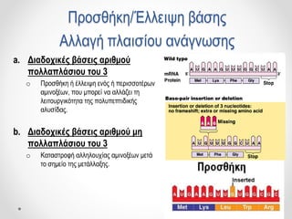 Προσθήκη/Έλλειψη βάσης
Αλλαγή πλαισίου ανάγνωσης
a. Διαδοχικές βάσεις αριθμού
πολλαπλάσιου του 3
o Προσθήκη ή έλλειψη ενός ή περισσοτέρων
αμινοξέων, που μπορεί να αλλάζει τη
λειτουργικότητα της πολυπεπτιδικής
αλυσίδας.
b. Διαδοχικές βάσεις αριθμού μη
πολλαπλάσιου του 3
o Καταστροφή αλληλουχίας αμινοξέων μετά
το σημείο της μετάλλαξης.
 