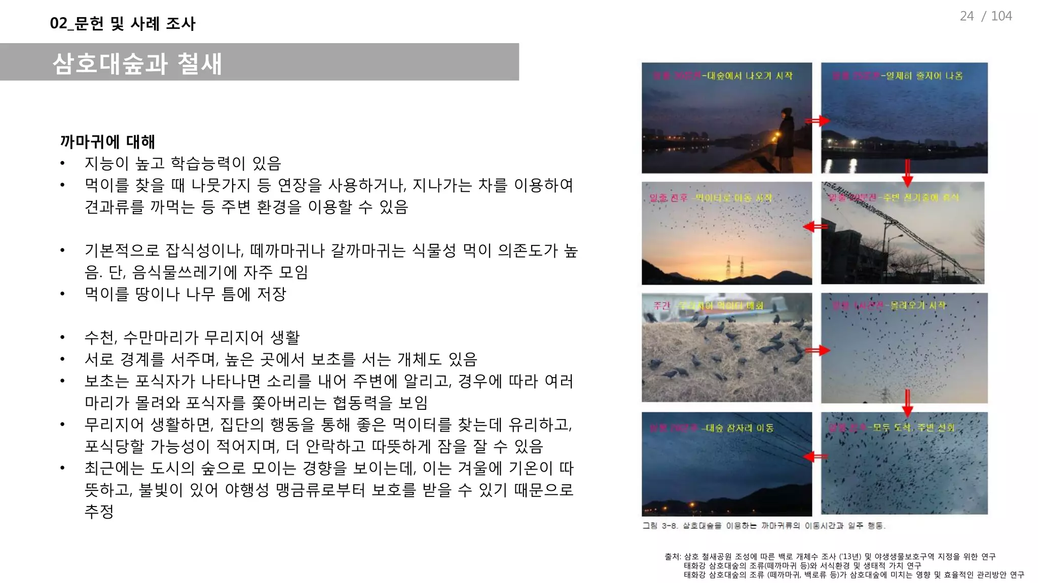 / 104
까마귀에 대해
• 지능이 높고 학습능력이 있음
• 먹이를 찾을 때 나뭇가지 등 연장을 사용하거나, 지나가는 차를 이용하여
견과류를 까먹는 등 주변 환경을 이용할 수 있음
• 기본적으로 잡식성이나, 떼까마귀나 갈까마귀는 식물성 먹이 의존도가 높
음. 단, 음식물쓰레기에 자주 모임
• 먹이를 땅이나 나무 틈에 저장
• 수천, 수만마리가 무리지어 생활
• 서로 경계를 서주며, 높은 곳에서 보초를 서는 개체도 있음
• 보초는 포식자가 나타나면 소리를 내어 주변에 알리고, 경우에 따라 여러
마리가 몰려와 포식자를 쫓아버리는 협동력을 보임
• 무리지어 생활하면, 집단의 행동을 통해 좋은 먹이터를 찾는데 유리하고,
포식당할 가능성이 적어지며, 더 안락하고 따뜻하게 잠을 잘 수 있음
• 최근에는 도시의 숲으로 모이는 경향을 보이는데, 이는 겨울에 기온이 따
뜻하고, 불빛이 있어 야행성 맹금류로부터 보호를 받을 수 있기 때문으로
추정
02_문헌 및 사례 조사
삼호대숲과 철새
출처: 삼호 철새공원 조성에 따른 백로 개체수 조사 (’13년) 및 야생생물보호구역 지정을 위한 연구
태화강 삼호대숲의 조류(떼까마귀 등)와 서식환경 및 생태적 가치 연구
태화강 삼호대숲의 조류 (떼까마귀, 백로류 등)가 삼호대숲에 미치는 영향 및 효율적인 관리방안 연구
24
 