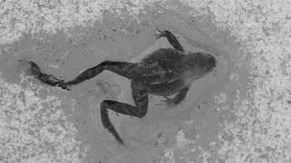 Крионика - вчера, сегодня, завтра