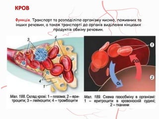 Функція. Транспорт та розподіліпо організму кисню, поживних та
інших речовин, а також транспорті до органів виділення кінцевих
продуктів обміну речовин.
КРОВ
 
