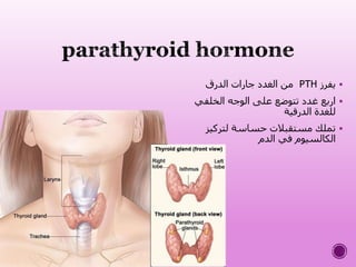 ‫يفرز‬PTH‫الدرق‬ ‫جارات‬ ‫الغدد‬ ‫من‬
‫الخلفي‬ ‫الوجه‬ ‫على‬ ‫تتوضع‬ ‫غدد‬ ‫اربع‬
‫الدرقية‬ ‫للغدة‬
‫لتركي‬ ‫حساسة‬ ‫مستقبالت‬ ‫تملك‬‫ز‬
‫الدم‬ ‫في‬ ‫الكالسيوم‬
 