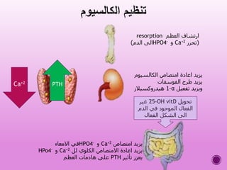 Ca+2 PTH
‫العظم‬ ‫ارتشاف‬resorption
(‫تحرر‬Ca+2‫و‬HPO4-‫الدم‬ ‫الى‬)
‫الكالسي‬ ‫امتصاص‬ ‫اعادة‬ ‫يزيد‬‫وم‬
‫الفوسفات‬ ‫طرح‬ ‫يزيد‬
‫تفعيل‬ ‫ويزيد‬α-1‫هيدروكسيالز‬
‫تحويل‬25-OH vitD‫غير‬
‫الدم‬ ‫في‬ ‫الموجود‬ ‫الفعال‬
‫الفعال‬ ‫الشكل‬ ‫الى‬
‫امتصاص‬ ‫يزيد‬Ca+2‫و‬HPO4-‫االمعاء‬ ‫في‬
‫لل‬ ‫الكلوي‬ ‫االمتصاص‬ ‫اعادة‬ ‫يزيد‬Ca+2‫و‬HPo4-
‫تأثير‬ ‫يعزز‬PTH‫العظم‬ ‫هادمات‬ ‫على‬
 