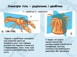 Симетрія тіла - радіальна і двобічна
У тварин, які ведуть
прикріплений або
малорухливий спосіб життя
(наприклад, поліпи),
симетрія тіла здебільшого
радіальна, або променева
Тварини з двобічною симетрією
тіла зазвичай здатні до
активного руху, їхня передня
частина тіла першою стикається
з перешкодами, їжею, тому туди
зсувається ротовий отвір, органи
чуття.
(с. 138-139)
 