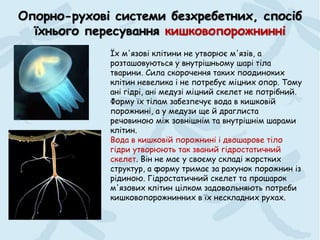 Їх м'язові клітини не утворює м'язів, а
розташовуються у внутрішньому шарі тіла
тварини. Сила скорочення таких поодиноких
клітин невелика і не потребує міцних опор. Тому
ані гідрі, ані медузі міцний скелет не потрібний.
Форму їх тілам забезпечує вода в кишковій
порожнині, а у медузи ще й драглиста
речовиною між зовнішнім та внутрішнім шарами
клітин.
Вода в кишковій порожнині і двошарове тіло
гідри утворюють так званий гідростатичний
скелет. Він не має у своєму складі жорстких
структур, а форму тримає за рахунок порожнин із
рідиною. Гідростатичний скелет та прошарок
м'язових клітин цілком задовольняють потреби
кишковопорожнинних в їх нескладних рухах.
Опорно-рухові системи безхребетних, спосіб
їхнього пересування кишковопорожнинні
 