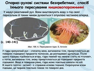 Опорно-рухові системи безхребетних, спосіб
їхнього пересування кишковопорожнинні
У медуз реактивний рух. Вони виштовхують воду з-під своєї
парасольки й таким чином рухаються її опуклою частиною вперед.
У гідри крокуючий рух - спочатку вона, вигинаючи тіло, прикріплюється до
поверхні підводних предметів полюсом, де розташовані щупальця. Після
цього підошва підіймається вгору, гідра певний час неначе стоїть на «голові»,
а потім, вигинаючи тіло, знову прикріплюється до підводних предметів
підошвою .Якщо ж поверхня рівна, гідра може повільно ковзати по ній.
В іншого поліпа - актинії - є справжня м’язова тканина. Скорочуючи м’язи
підошви, ця тварина повільно повзає по поверхні дна.
(с. 140-141)
 