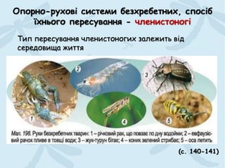 Опорно-рухові системи безхребетних, спосіб
їхнього пересування - членистоногі
(с. 140-141)
Тип пересування членистоногих залежить від
середовища життя
 