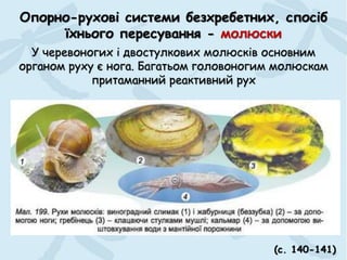Опорно-рухові системи безхребетних, спосіб
їхнього пересування - молюски
(с. 140-141)
У черевоногих і двостулкових молюсків основним
органом руху є нога. Багатьом головоногим молюскам
притаманний реактивний рух
 