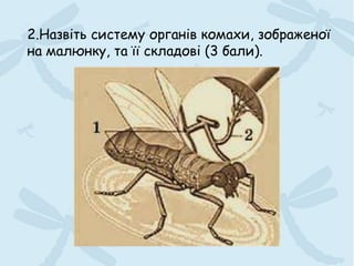 2.Назвіть систему органів комахи, зображеної
на малюнку, та її складові (3 бали).
 