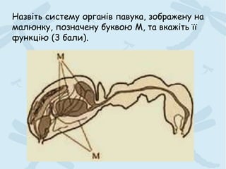 Назвіть систему органів павука, зображену на
малюнку, позначену буквою М, та вкажіть її
функцію (3 бали).
 