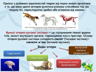 Функції опорно-рухової системи — це підтримання певної форми
тіла, захист внутрішніх органів, переміщення тіла в просторі. Основу
опорно-рухової системи складають скелет (пасивна частина) і
скелетні м'язи (активна частина).
Однією з основних відмінностей тварин від інших живих організмів
є те, що вони здатні активно рухатися різними способами під час
пошуку їжі, переслідуючи здобич або втікаючи від хижака.
Види опори
гідроскелет
черепашка
Зовнішній скелет
(екзоскелет)
внутрішній
скелети
(ендоскелет)
 