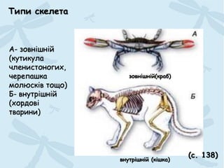 Типи скелета
(с. 138)
А- зовнішній
(кутикула
членистоногих,
черепашка
молюсків тощо)
Б- внутрішній
(хордові
тварини)
зовнішній(краб)
внутрішній (кішка)
 