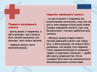 Переваги внутрішнього
скелета:
- росте разом із твариною, а
його розміри і вага можуть
бути значно меншими, ніж
розміри і вага інших органів;
- тварини можуть мати
великий розмір.
Недоліки зовнішнього скелета :
- не росте разом із твариною (за
виключенням молюсків), тому під час
росту така тварина кілька разів линяє
(скидає зовнішній скелет), тоді стає
беззахисною і легкою здобиччю для
хижаків.
- обмежує розмір тварин (навіть
легкий зовнішній скелет має певну
вагу, а його розміри, не можуть бути
меншими, ніж розмір тіла тварини).
Тому переважна більшість наземних
тварин із зовнішнім скелетом — дрібні
або навіть мікроскопічні, бо на
суходолі його вага не компенсується
виштовхувальною силою води.
 