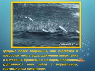 Грудные более подвижны, они участвуют в
поворотах тела в воде, движении вверх, вниз
и в стороны. Брюшные и не парные плавники
удерживают тело рыбы в нормальном,
вертикальном положении.
 