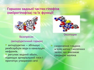 Механізм регуляції ендокринної системи | PPT