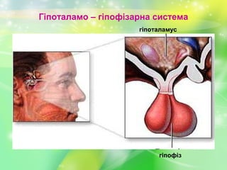 Гіпоталамо – гіпофізарна система
гіпоталамус
гіпофіз
 