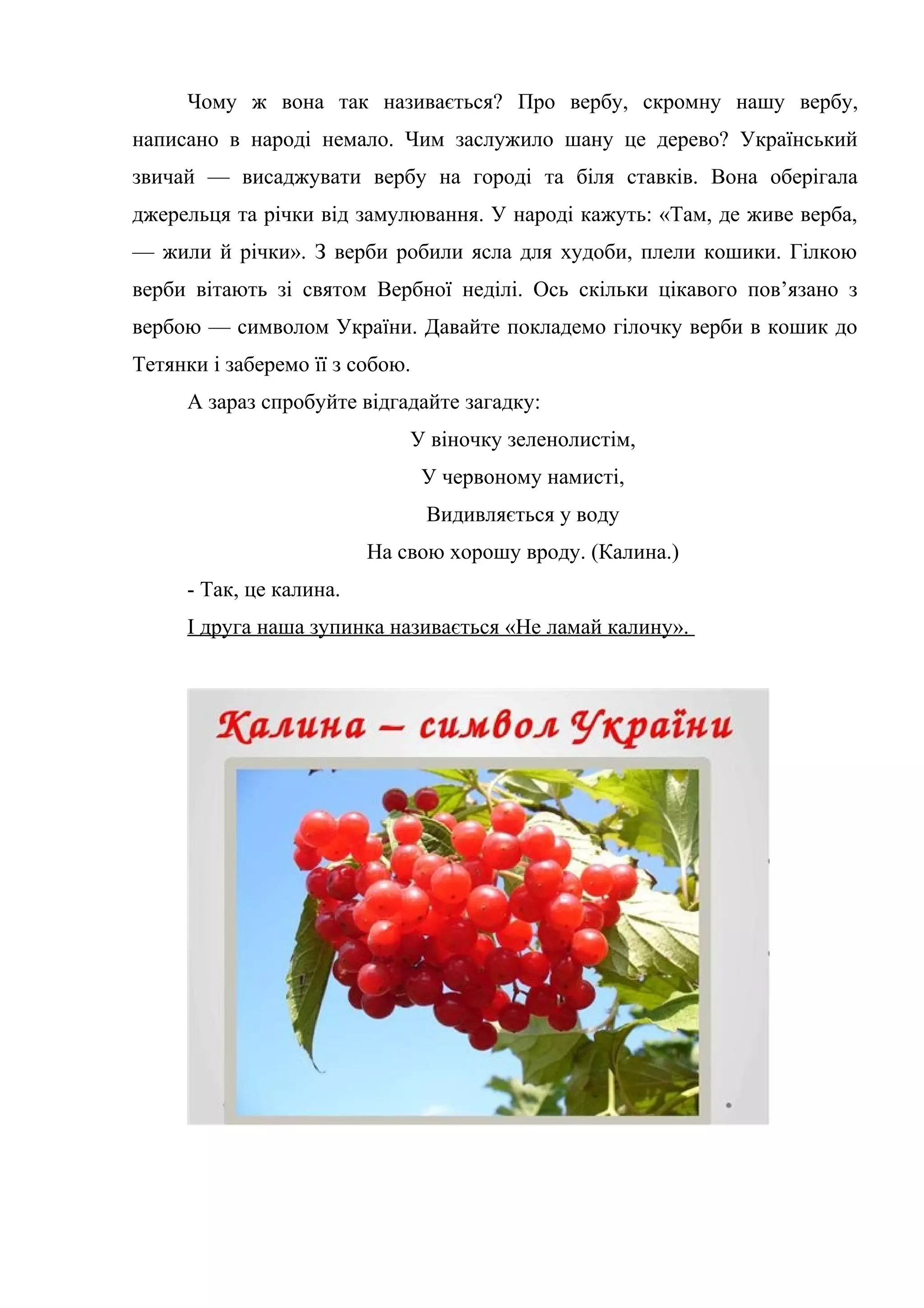 Чому ж вона так називається? Про вербу, скромну нашу вербу,
написано в народі немало. Чим заслужило шану це дерево? Український
звичай — висаджувати вербу на городі та біля ставків. Вона оберігала
джерельця та річки від замулювання. У народі кажуть: «Там, де живе верба,
— жили й річки». З верби робили ясла для худоби, плели кошики. Гілкою
верби вітають зі святом Вербної неділі. Ось скільки цікавого пов’язано з
вербою — символом України. Давайте покладемо гілочку верби в кошик до
Тетянки і заберемо її з собою.
А зараз спробуйте відгадайте загадку:
У віночку зеленолистім,
У червоному намисті,
Видивляється у воду
На свою хорошу вроду. (Калина.)
- Так, це калина.
І друга наша зупинка називається «Не ламай калину».
 