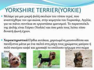 YORKSHIRE TERRIER(YORKIE)
 Μιλάμε για μια μικρή φυλή σκυλιών του τύπου τεριέ, που
αναπτύχθηκε τον 19ο αιώνα, στην κομητεία του Γιορκσάιρ, Αγγλία,
για να πιάνει ποντίκια σε εργοστάσια ιματισμού. Το παρατσούκλι
της φυλής είναι Γιόρκυ (Yorkie) και όσο μπόι τους λείπει τόσο
δυνατή φωνή έχουν.
 Χαρακτηριστικά:Όρθια αυτάκια, χαριτωμένη μουσουδίτσα και
πανέξυπνα μάτια με ένα παλτό στη ράχη τους χρώματος μαύρου ή
πολύ σκούρου καφέ και χρυσαφί το υπόλοιπο τρίχωμα στο σώμα
τους.
 