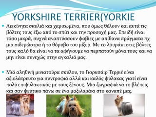 YORKSHIRE TERRIER(YORKIE
 Αεικίνητα σκυλιά και χαριτωμένα, που όμως θέλουν και αυτά τις
βόλτες τους έξω από το σπίτι και την προσοχή μας. Επειδή είναι
τόσο μικρά, συχνά αναπτύσσουν φοβίες με απίθανα πράγματα πχ
μια σιδερώστρα ή το θόρυβο του μίξερ. Με το λουράκι στις βόλτες
τους καλό θα είναι να τα αφήνουμε να περπατούν μόνα τους και να
μην είναι συνεχώς στην αγκαλιά μας.
 Μιά αληθινή μινιατούρα σκύλου, το Γιορκσάιρ Τερριέ είναι
αξιολάτρευτο για συντροφιά αλλά και καλός φύλακας γιατί είναι
πολύ επιφυλακτικός με τους ξένους. Μια ζωγραφιά να το βλέπεις
και σαν ψεύτικο πάνω σε ένα μαξιλαράκι στο καναπέ μας.
 