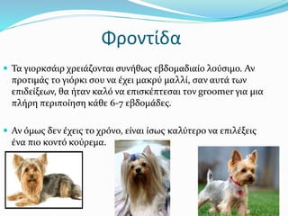 Φροντίδα
 Τα γιορκσάιρ χρειάζονται συνήθως εβδομαδιαίο λούσιμο. Αν
προτιμάς το γιόρκι σου να έχει μακρύ μαλλί, σαν αυτά των
επιδείξεων, θα ήταν καλό να επισκέπτεσαι τον groomer για μια
πλήρη περιποίηση κάθε 6-7 εβδομάδες.
 Αν όμως δεν έχεις το χρόνο, είναι ίσως καλύτερο να επιλέξεις
ένα πιο κοντό κούρεμα.
 